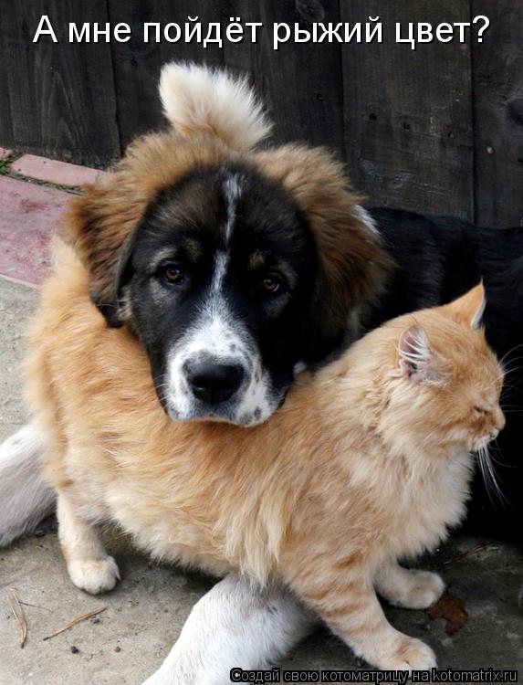А мне пойдёт рыжий цвет?... Котоматрица: А мне пойдёт рыжий цвет?