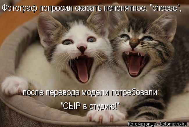 Фотограф попросил сказать непонятное: "cheese", после перевода модели потребовали: "СЫР в студию!"... Котоматрица: Фотограф попросил сказать непонятное: "cheese", после перевода модели потребовали: "СЫР в студию!"