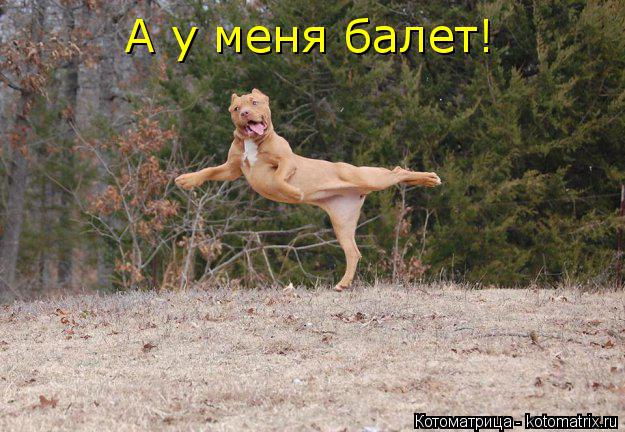 А у меня балет!... Котоматрица: А у меня балет!