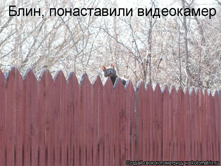 Блин, понаставили видеокамер... Котоматрица: Блин, понаставили видеокамер
