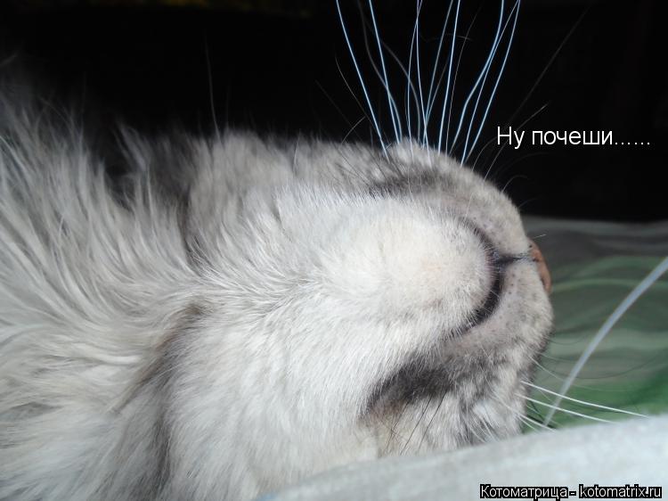 Ну почеши......... Котоматрица: Ну почеши......