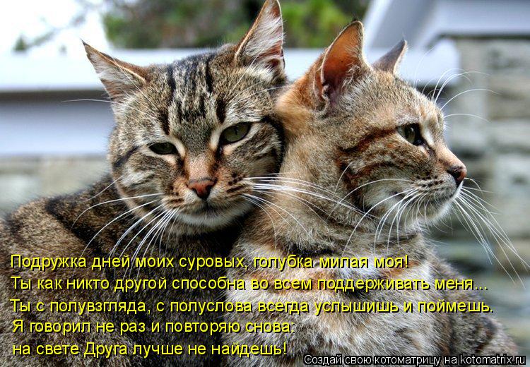 Подружка дней моих суровых, голубка милая моя! Ты как никто другой способна во всем поддерживать меня... Котоматрица: Подружка дней моих суровых, голубка милая моя! Ты как никто другой способна во всем поддерживать меня... Ты с полувзгляда, с полуслова всегда