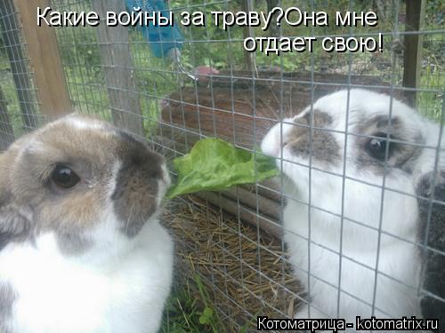 отдает свою! Какие войны за траву?Она мне... Котоматрица: отдает свою! Какие войны за траву?Она мне
