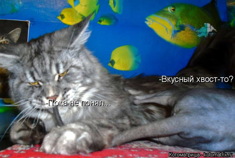 -Вкусный хвост-то? -Пока не понял...... Котоматрица: -Вкусный хвост-то? -Пока не понял...