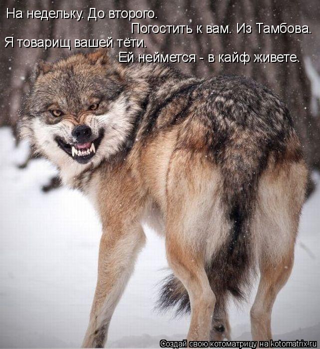 На недельку. До второго. Погостить к вам. Из Тамбова. Я товарищ вашей тёти. Ей неймется - в кайф жи... Котоматрица: На недельку. До второго. Погостить к вам. Из Тамбова. Я товарищ вашей тёти. Ей неймется - в кайф живете.