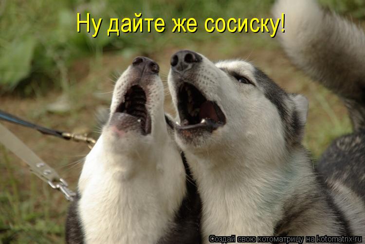 Ну дайте же сосиску!... Котоматрица: Ну дайте же сосиску!
