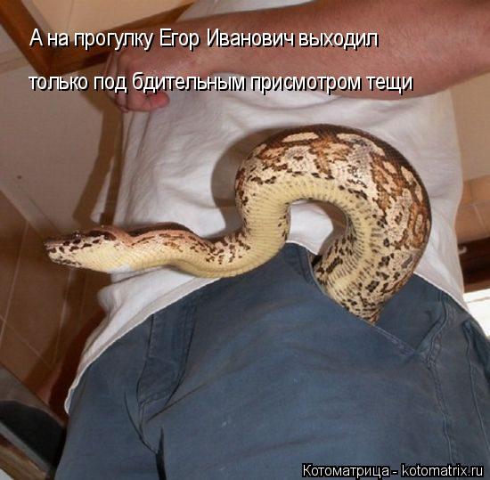 А на прогулку Егор Иванович выходил только под бдительным присмотром тещи... Котоматрица: А на прогулку Егор Иванович выходил только под бдительным присмотром тещи