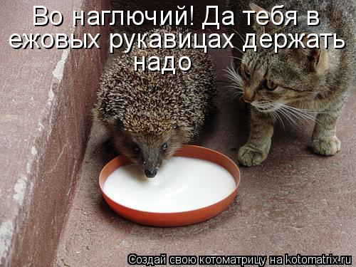 Во наглючий! Да тебя в ежовых рукавицах держать надо... Котоматрица: Во наглючий! Да тебя в ежовых рукавицах держать надо