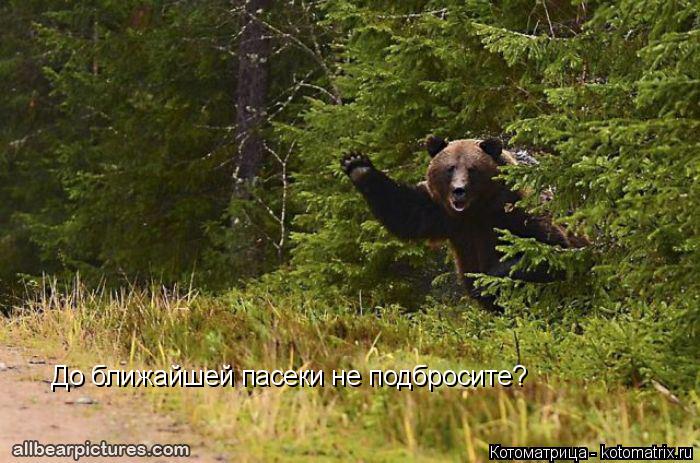 До ближайшей пасеки не подбросите?... Котоматрица: До ближайшей пасеки не подбросите?