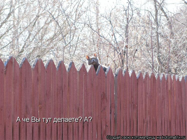 А че Вы тут делаете? А?... Котоматрица: А че Вы тут делаете? А?