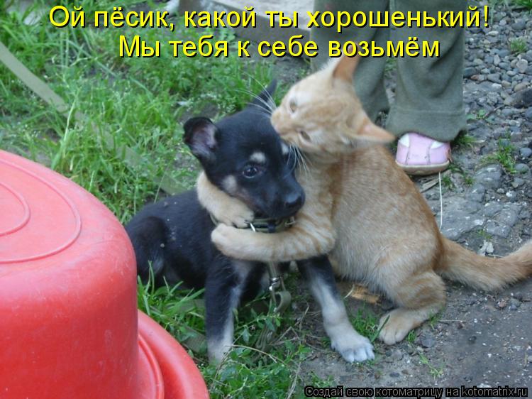 Ой пёсик, какой ты хорошенький! Мы тебя к себе возьмём... Котоматрица: Ой пёсик, какой ты хорошенький! Мы тебя к себе возьмём