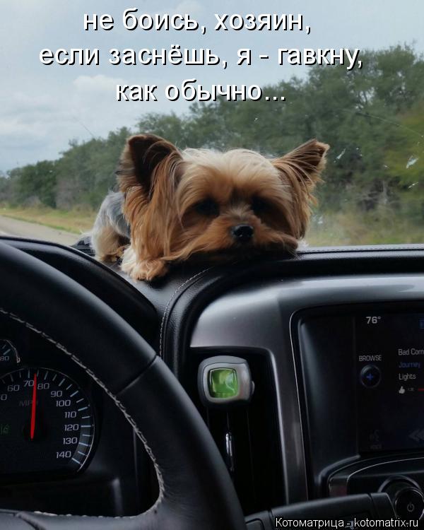 не боись, хозяин, если заснёшь, я - гавкну, как обычно...... Котоматрица: не боись, хозяин, если заснёшь, я - гавкну, как обычно...