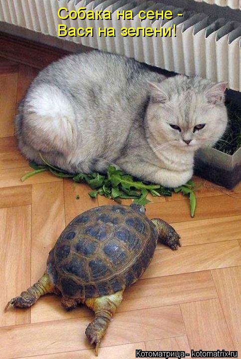 Собака на сене - Вася на зелени!... Котоматрица: Собака на сене - Вася на зелени!