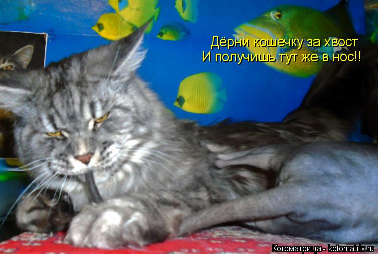 Дёрни кошечку за хвост И получишь тут же в нос!!... Котоматрица: Дёрни кошечку за хвост И получишь тут же в нос!!