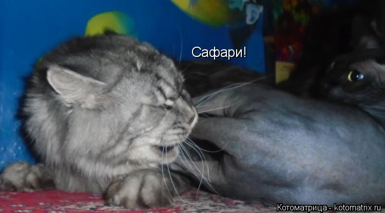 Сафари!... Котоматрица: Сафари!