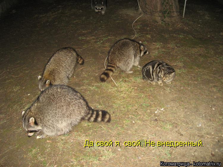 Да свой я, свой. Не внедренный.... Котоматрица: Да свой я, свой. Не внедренный.