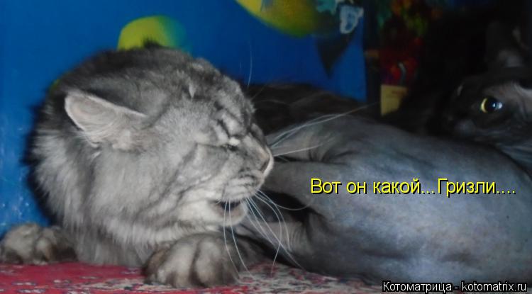 Вот он какой...Гризли....... Котоматрица: Вот он какой...Гризли....