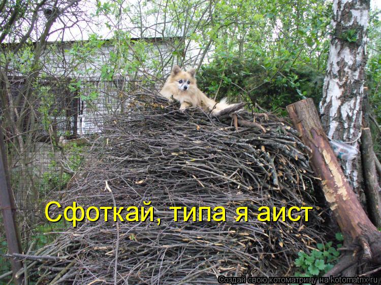 Сфоткай, типа я аист... Котоматрица: Сфоткай, типа я аист