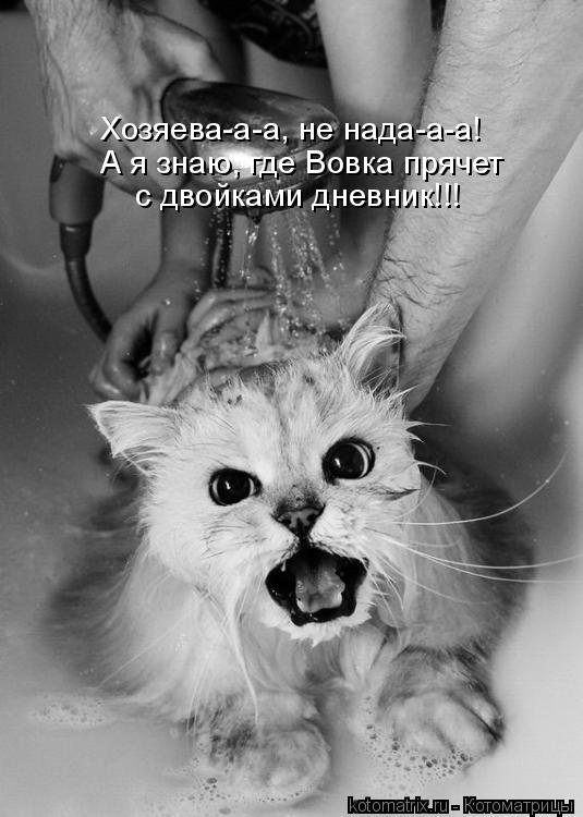 Хозяева-а-а, не нада-а-а! А я знаю, где Вовка прячет с двойками дневник!!!... Котоматрица: Хозяева-а-а, не нада-а-а! А я знаю, где Вовка прячет с двойками дневник!!!