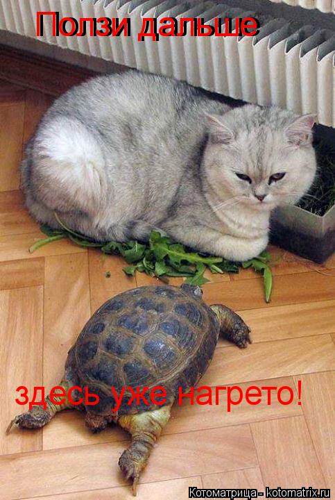 Ползи дальше Ползи дальше здесь уже нагрето!... Котоматрица: Ползи дальше Ползи дальше здесь уже нагрето!