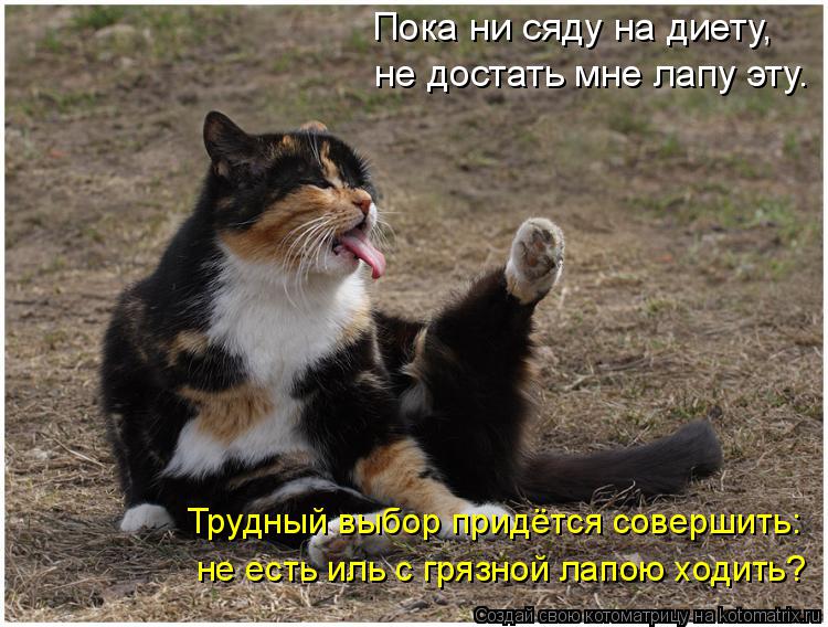 Пока ни сяду на диету, не достать мне лапу эту. Трудный выбор придётся совершить: не есть иль с грязн... Котоматрица: Пока ни сяду на диету, не достать мне лапу эту. Трудный выбор придётся совершить: не есть иль с грязной лапою ходить?