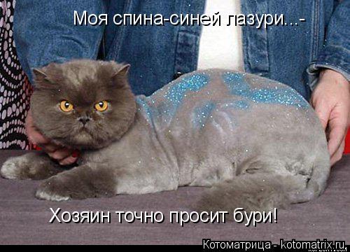 Моя спина-синей лазури...- Хозяин точно просит бури!... Котоматрица: Моя спина-синей лазури...- Хозяин точно просит бури!