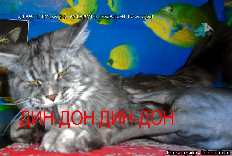 ЗДРААСТЕ ПРИЕХАЛИ К НАМ БАРСИК В 2 ЧАСА НОЧИ ПОЖАЛОВАЛ ДИН-ДОН ДИН-ДОН... Котоматрица: ЗДРААСТЕ ПРИЕХАЛИ К НАМ БАРСИК В 2 ЧАСА НОЧИ ПОЖАЛОВАЛ ДИН-ДОН ДИН-ДОН