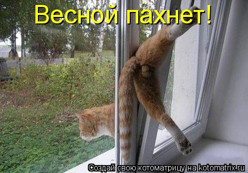 Весной пахнет!... Котоматрица: Весной пахнет!