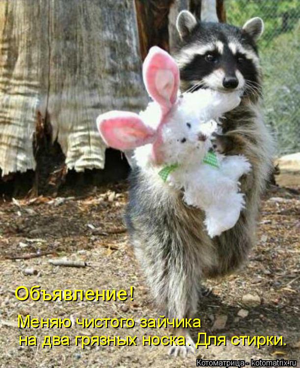 Меняю чистого зайчика на два грязных носка. Для стирки. Объявление!... Котоматрица: Меняю чистого зайчика на два грязных носка. Для стирки. Объявление!