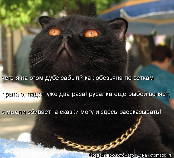 с мысли сбивает! а сказки могу и здесь рассказывать! прыгаю, падал уже два раза! русалка ещё рыбой во... Котоматрица: с мысли сбивает! а сказки могу и здесь рассказывать! прыгаю, падал уже два раза! русалка ещё рыбой воняет, чего я на этом дубе забыл? как обезь
