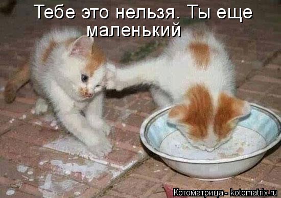 Тебе это нельзя. Ты еще маленький... Котоматрица: Тебе это нельзя. Ты еще маленький