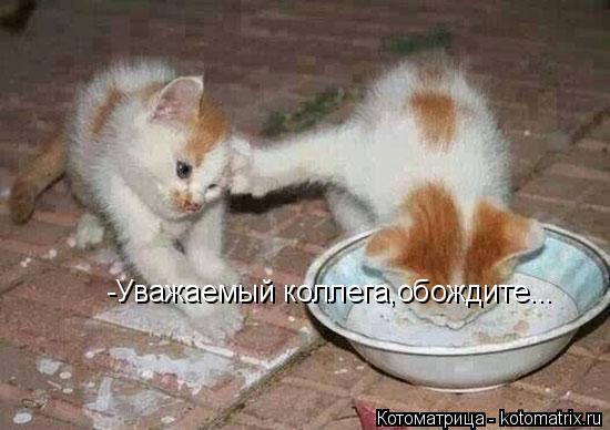 -Уважаемый коллега,обождите...... Котоматрица: -Уважаемый коллега,обождите...