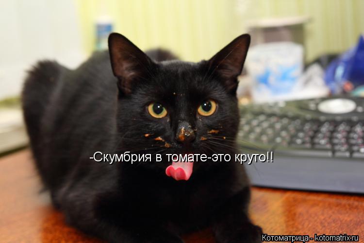 -Скумбрия в томате-это круто!!... Котоматрица: -Скумбрия в томате-это круто!!