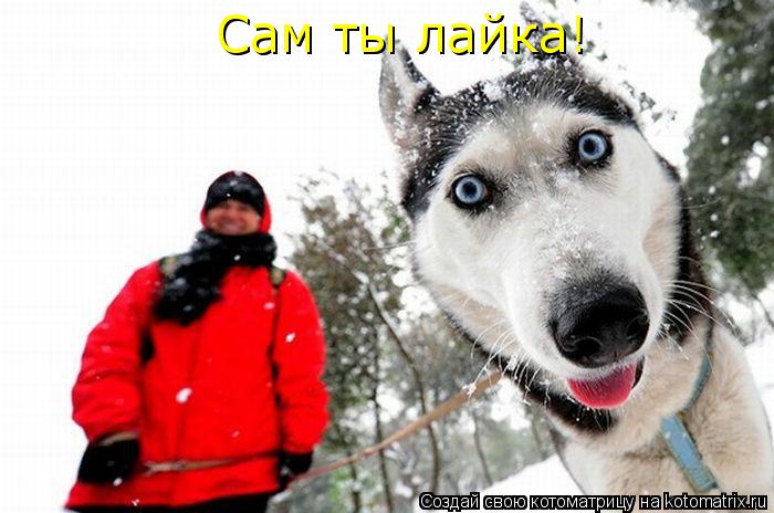 Сам ты лайка!... Котоматрица: Сам ты лайка!