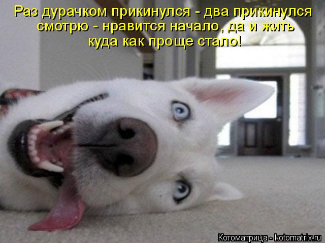 Раз дурачком прикинулся - два прикинулся смотрю - нравится начало, да и жить куда как проще стало!... Котоматрица: Раз дурачком прикинулся - два прикинулся смотрю - нравится начало, да и жить куда как проще стало!