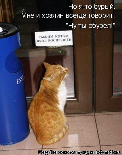 Но я-то бурый. Мне и хозяин всегда говорит: "Ну ты обурел!"... Котоматрица: Но я-то бурый. Мне и хозяин всегда говорит: "Ну ты обурел!"