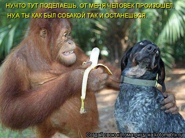НУ,ЧТО ТУТ ПОДЕЛАЕШЬ. ОТ МЕНЯ ЧЕЛОВЕК ПРОИЗОШЕЛ. НУ,А ТЫ КАК БЫЛ СОБАКОЙ ТАК И ОСТАНЕШЬСЯ.... Котоматрица: НУ,ЧТО ТУТ ПОДЕЛАЕШЬ. ОТ МЕНЯ ЧЕЛОВЕК ПРОИЗОШЕЛ. НУ,А ТЫ КАК БЫЛ СОБАКОЙ ТАК И ОСТАНЕШЬСЯ.