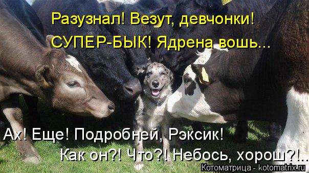 Ах! Еще! Подробней, Рэксик! Как он?! Что?! Небось, хорош?!... Разузнал! Везут, девчонки! СУПЕР-БЫК! Я... Котоматрица: Ах! Еще! Подробней, Рэксик! Как он?! Что?! Небось, хорош?!... Разузнал! Везут, девчонки! СУПЕР-БЫК! Ядрена вошь...