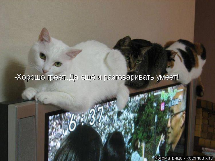 -Хорошо греет..Да ещё и разговаривать умеет!... Котоматрица: -Хорошо греет..Да ещё и разговаривать умеет!