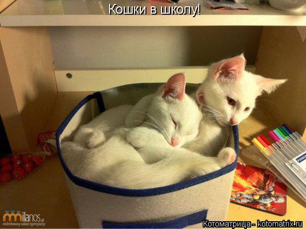 Кошки в школу!... Котоматрица: Кошки в школу!