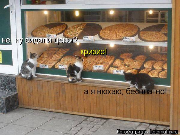 не, ну видали цены? кризис! а я нюхаю, бесплатно!... Котоматрица: не, ну видали цены? кризис! а я нюхаю, бесплатно!