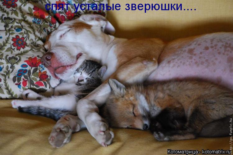 спят усталые зверюшки....... Котоматрица: спят усталые зверюшки....