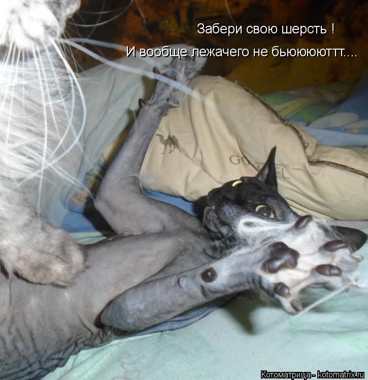 Забери свою шерсть ! И вообще лежачего не бьююююттт....... Котоматрица: Забери свою шерсть ! И вообще лежачего не бьююююттт....