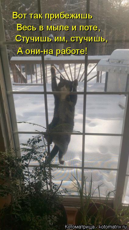 http://kotomatrix.ru/images/lolz/2015/02/20/kotomatritsa_H.jpg