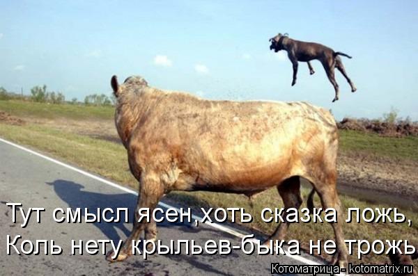 Тут смысл ясен,хоть сказка ложь, Коль нету крыльев-быка не трожь.... Котоматрица: Тут смысл ясен,хоть сказка ложь, Коль нету крыльев-быка не трожь.