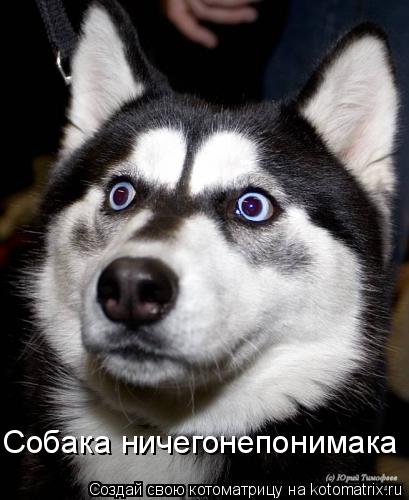 Собака ничегонепонимака... Котоматрица: Собака ничегонепонимака