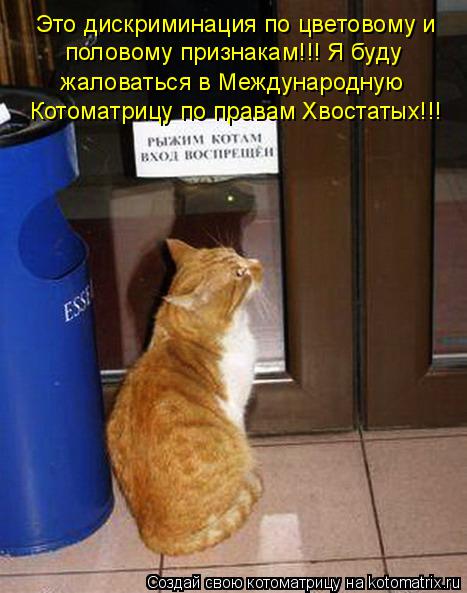 Это дискриминация по цветовому и половому признакам!!! Я буду жаловаться в Международную Котоматрицу ... Котоматрица: Это дискриминация по цветовому и половому признакам!!! Я буду жаловаться в Международную Котоматрицу по правам Хвостатых!!!