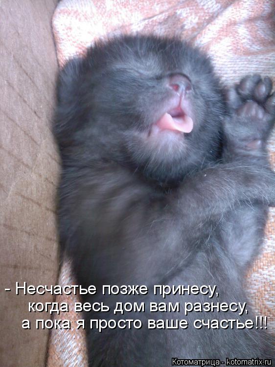 - Несчастье позже принесу, когда весь дом вам разнесу, а пока я просто ваше счастье!!!... Котоматрица: - Несчастье позже принесу, когда весь дом вам разнесу, а пока я просто ваше счастье!!!