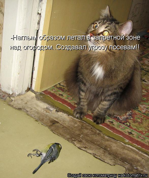 -Наглым образом летал в запретной зоне над огородом..Создавал угрозу посевам!!... Котоматрица: -Наглым образом летал в запретной зоне над огородом..Создавал угрозу посевам!!