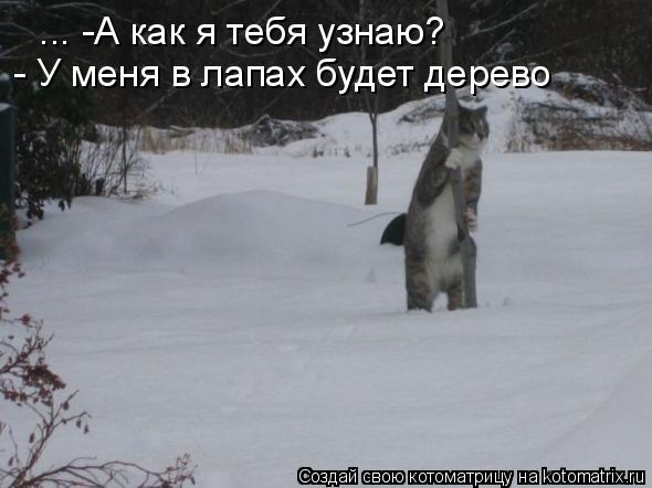 -А как я тебя узнаю? ... -А как я тебя узнаю? - У меня в лапах будет дерево... Котоматрица: -А как я тебя узнаю? ... -А как я тебя узнаю? - У меня в лапах будет дерево